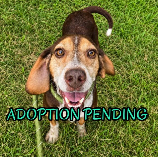 Autumn II, Adoptable, Adult Female Beagle.