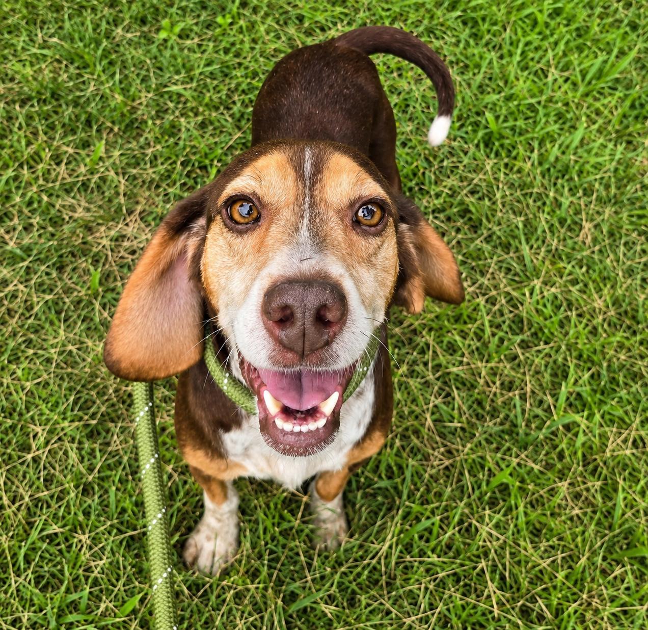 Enlarge Autumn II, a Adoptable Beagle in Dunnellon, FL image 2/3