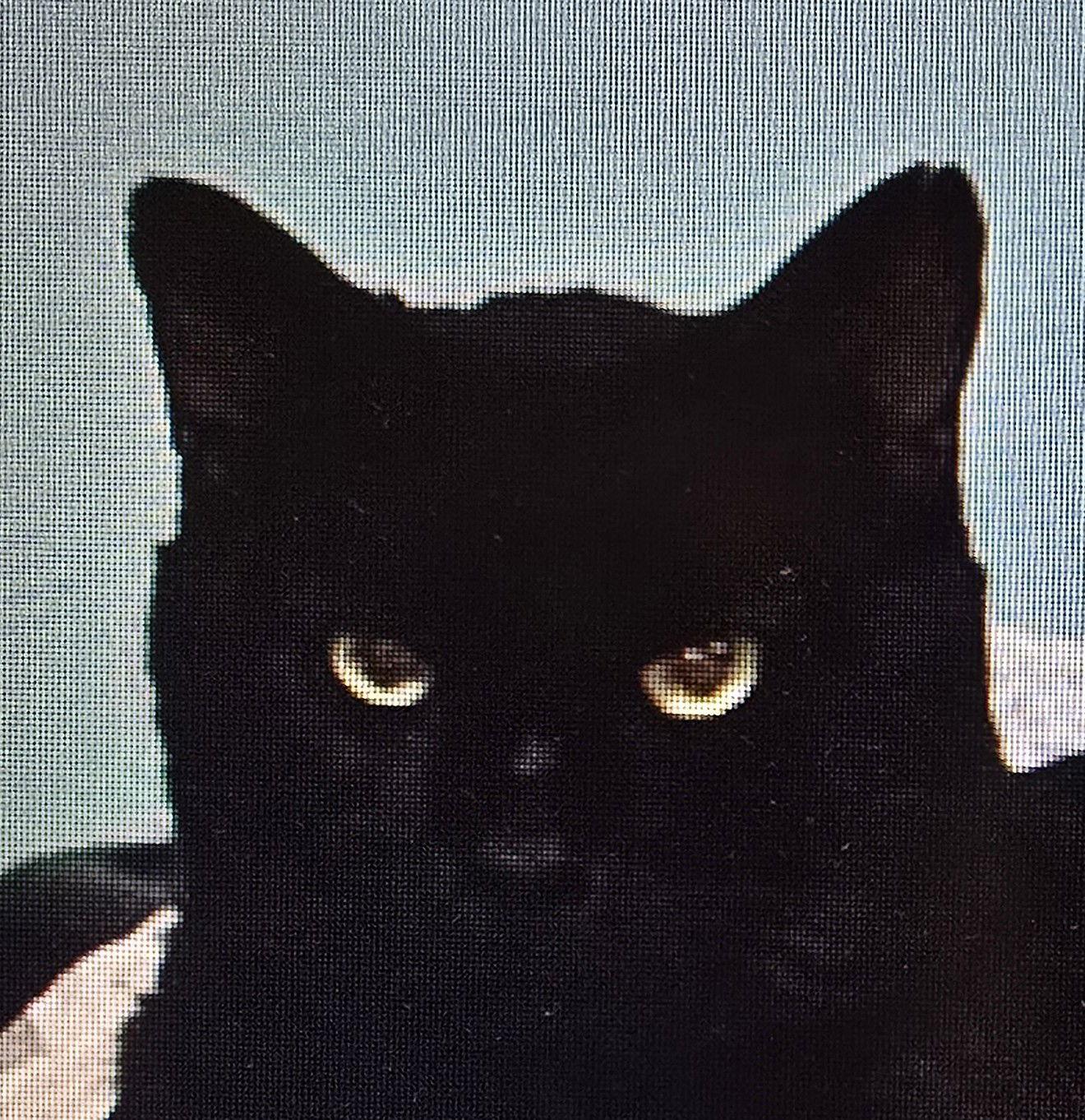 Wilson, Adoptable, Young Male Domestic Short Hair.