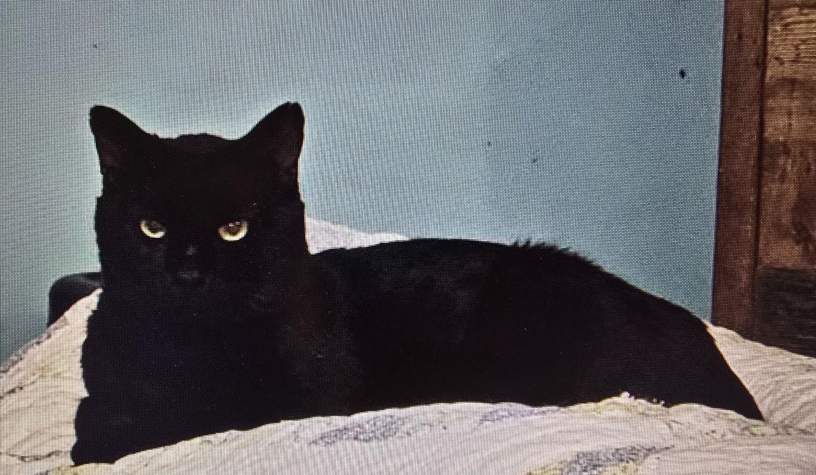 Wilson, Adoptable, Young Male Domestic Short Hair.