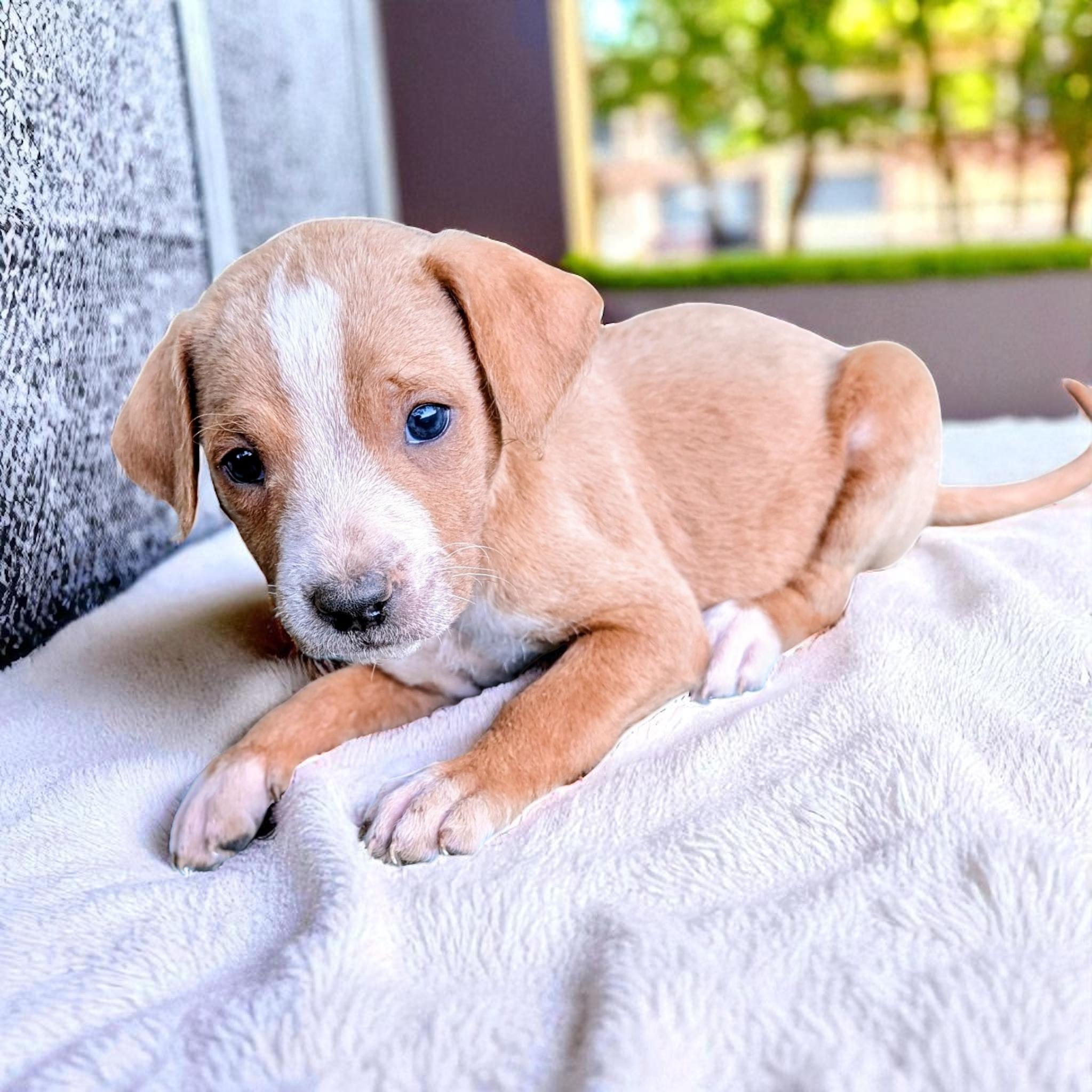 Strudel, an adoptable Goldendoodle in Sequatchie, TN, 37374 | Photo Image 1