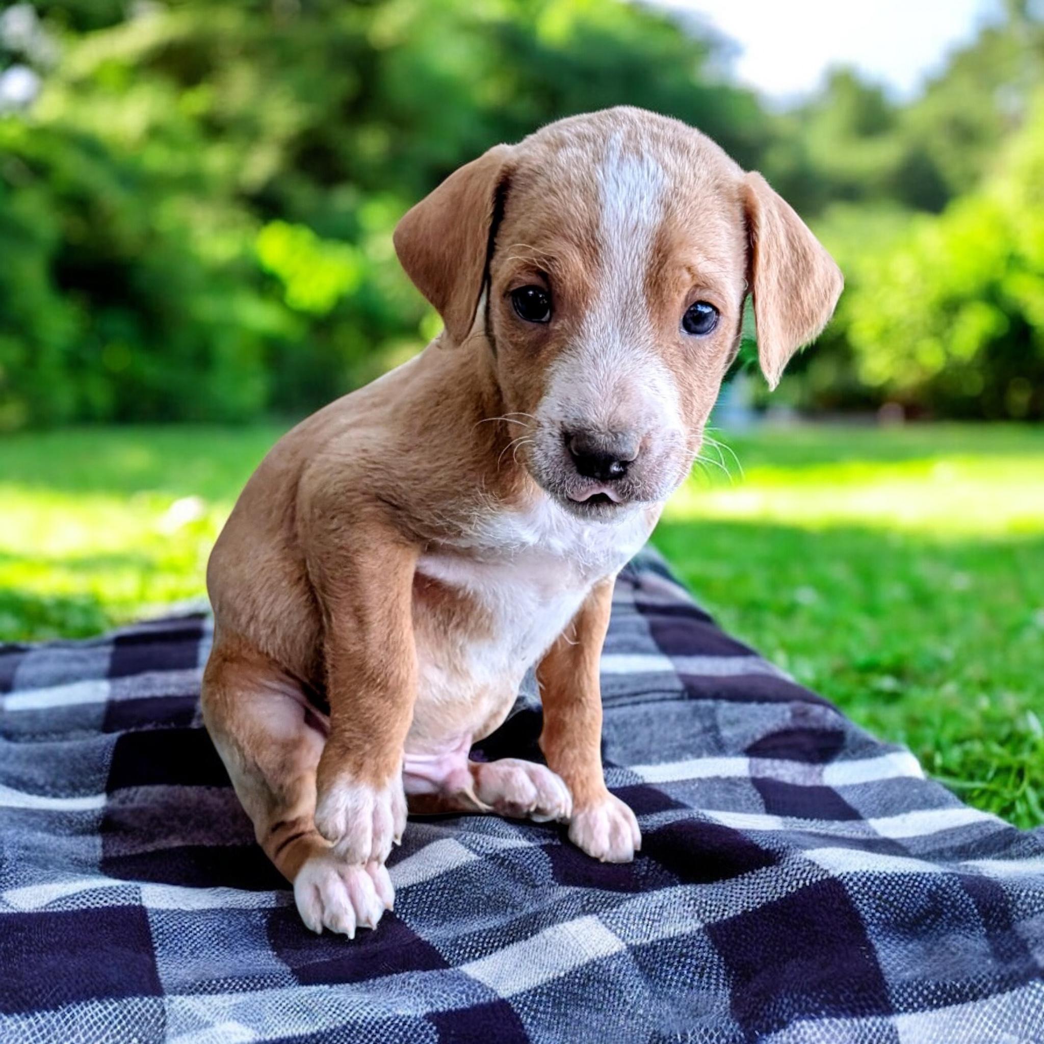 Strudel, an adoptable Goldendoodle in Sequatchie, TN, 37374 | Photo Image 3