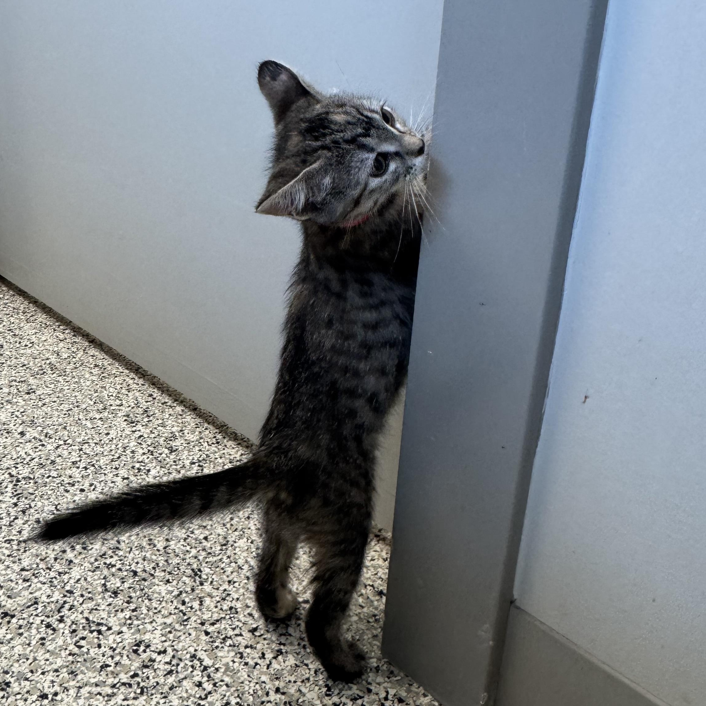 Iowa, a Adoptable Domestic Short Hair in Liberty, MO image 3/5
