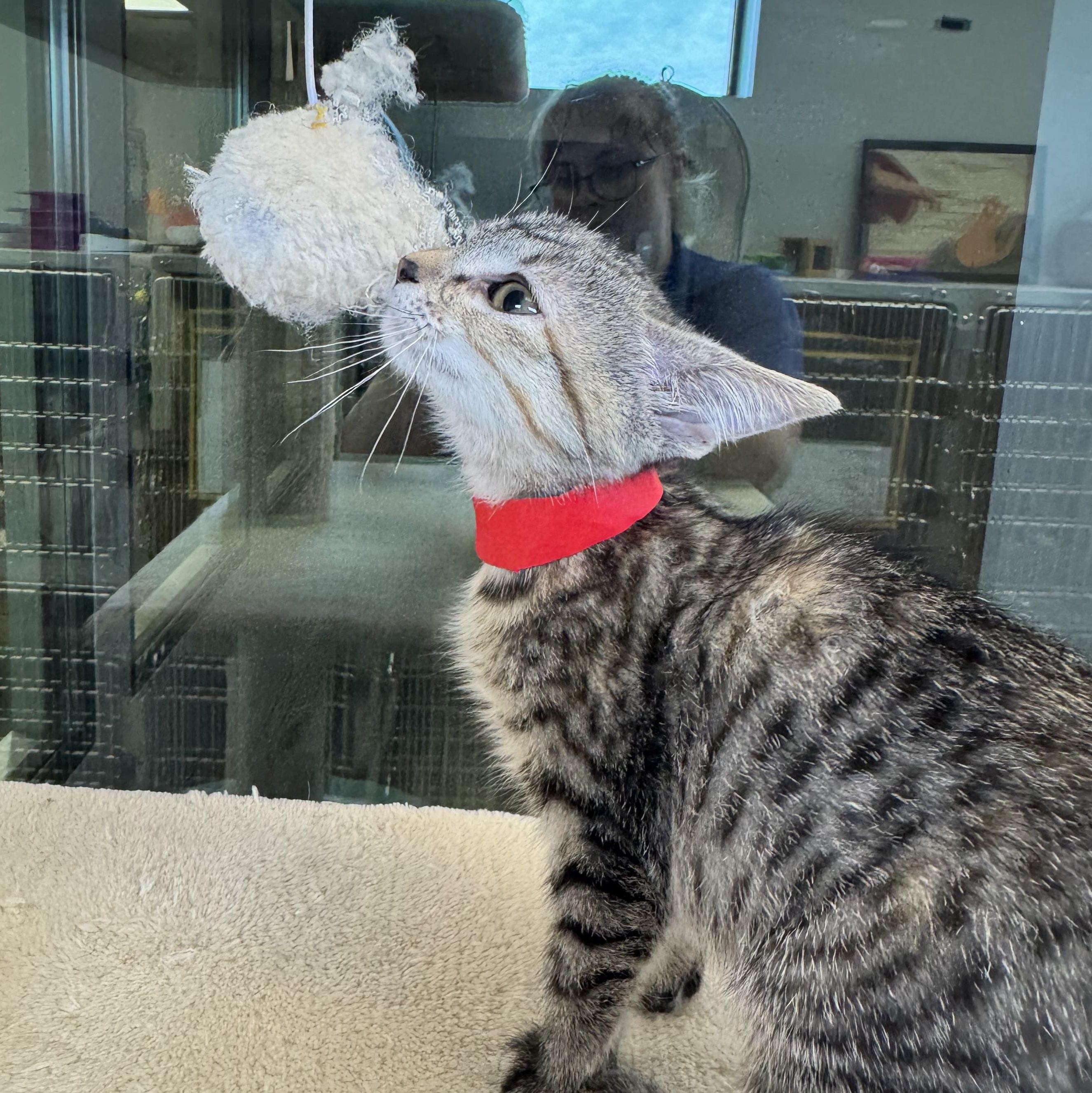 Iowa, a Adoptable Domestic Short Hair in Liberty, MO image 2/5