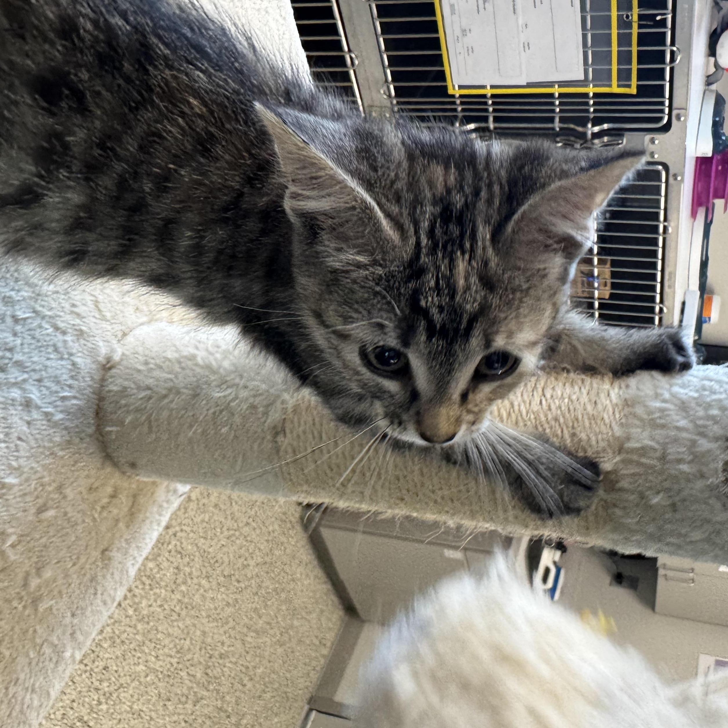 Iowa, a Adoptable Domestic Short Hair in Liberty, MO image 4/5