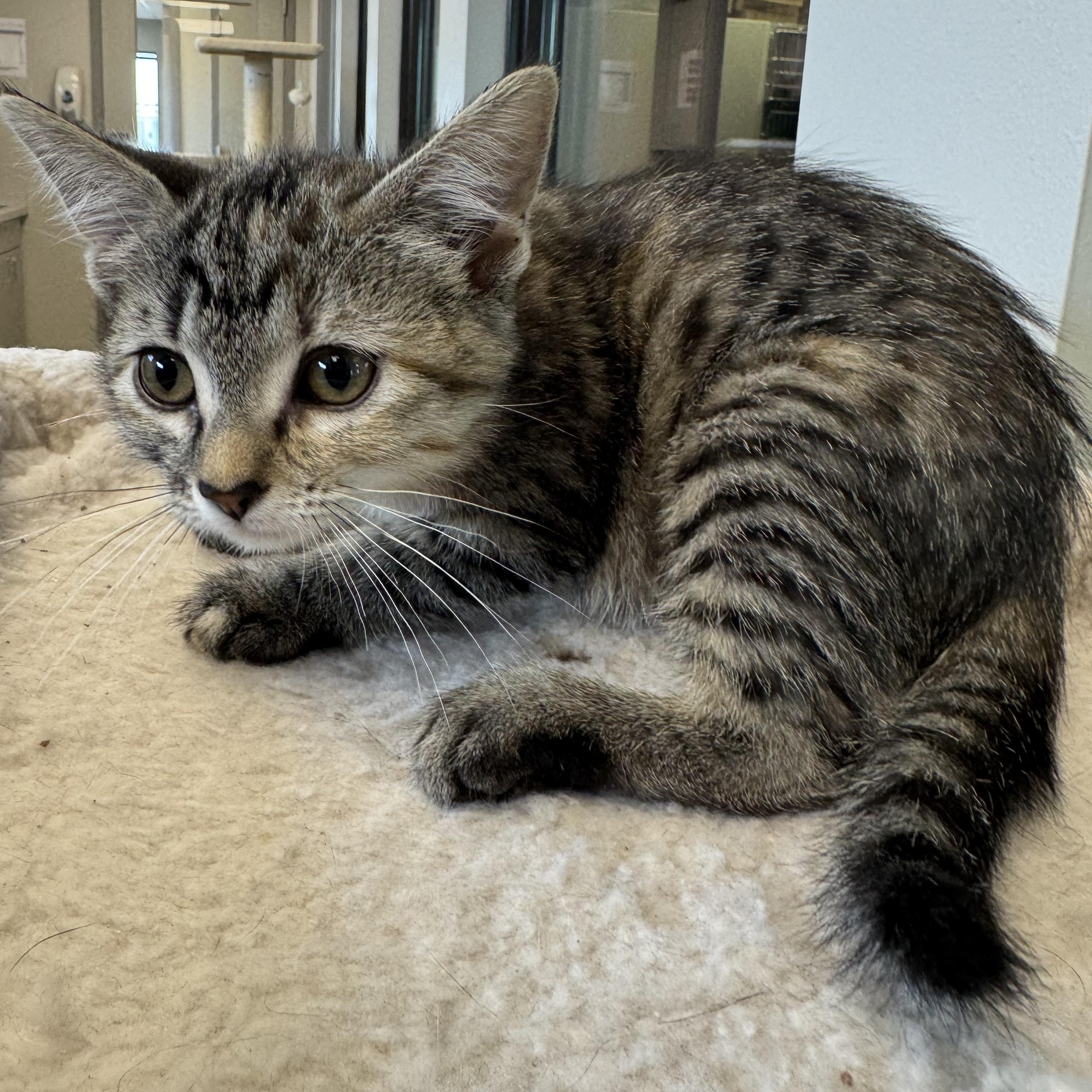 Iowa, a Adoptable Domestic Short Hair in Liberty, MO image 5/5