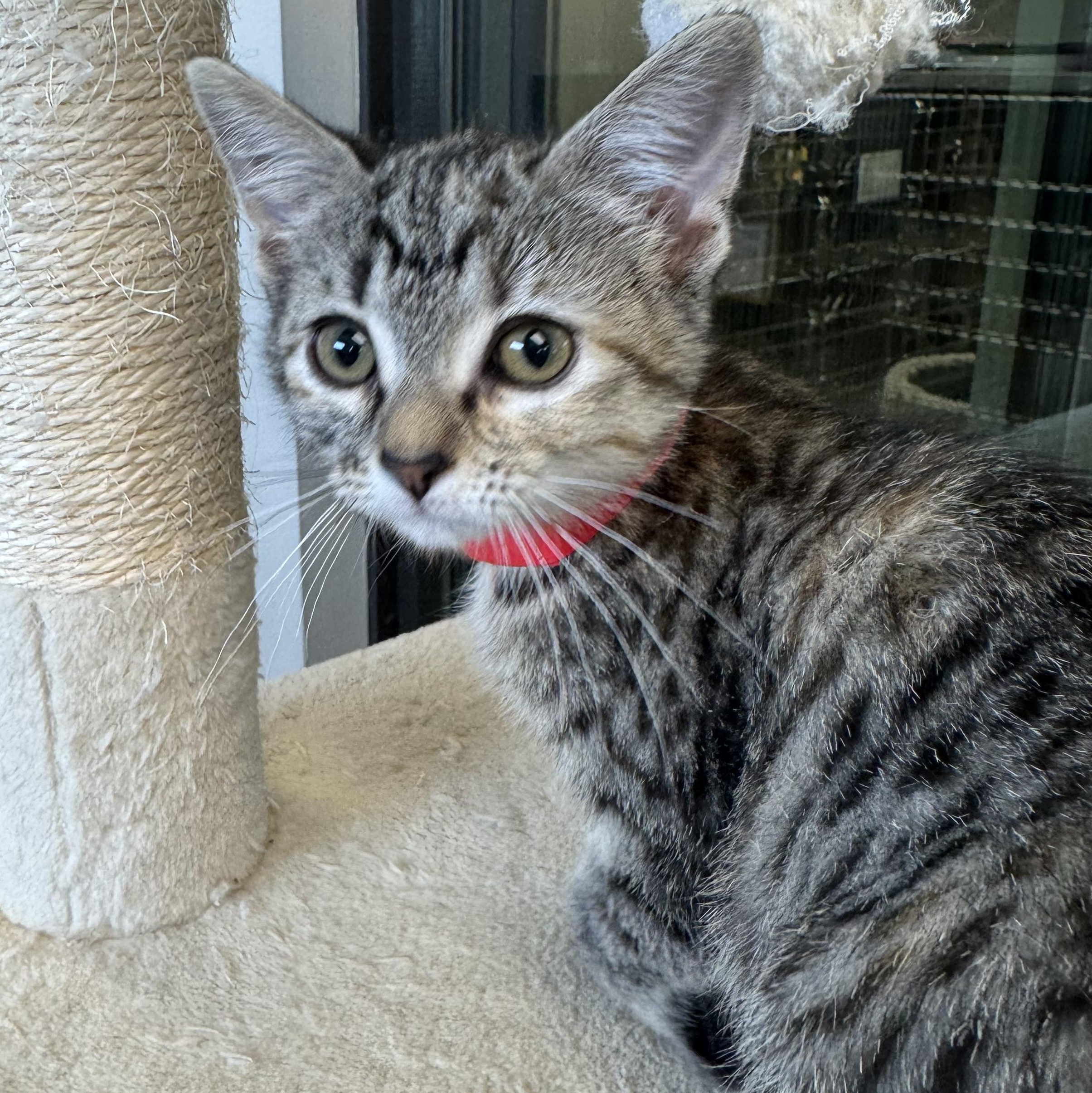 Iowa, a Adoptable Domestic Short Hair in Liberty, MO image 1/5