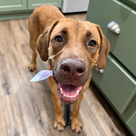 Rumi Bloom Radiant, Adoptable, Puppy Female Labrador Retriever & Mastiff.