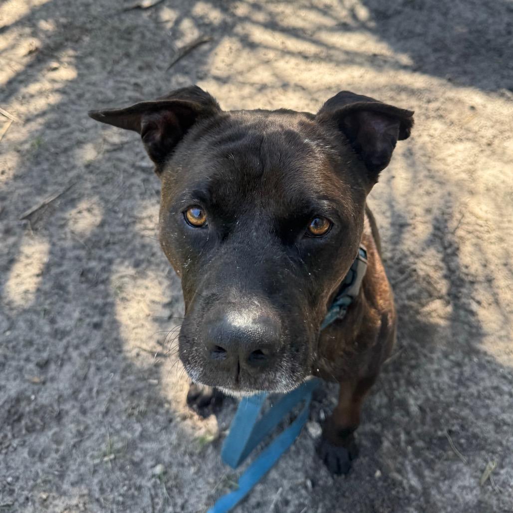 Steele, a Adoptable Mixed Breed in Sarasota, FL image 1/6