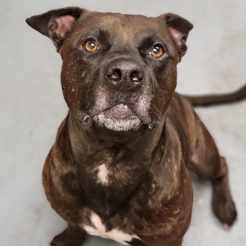 Steele, a Adoptable Mixed Breed in Sarasota, FL image 2/6