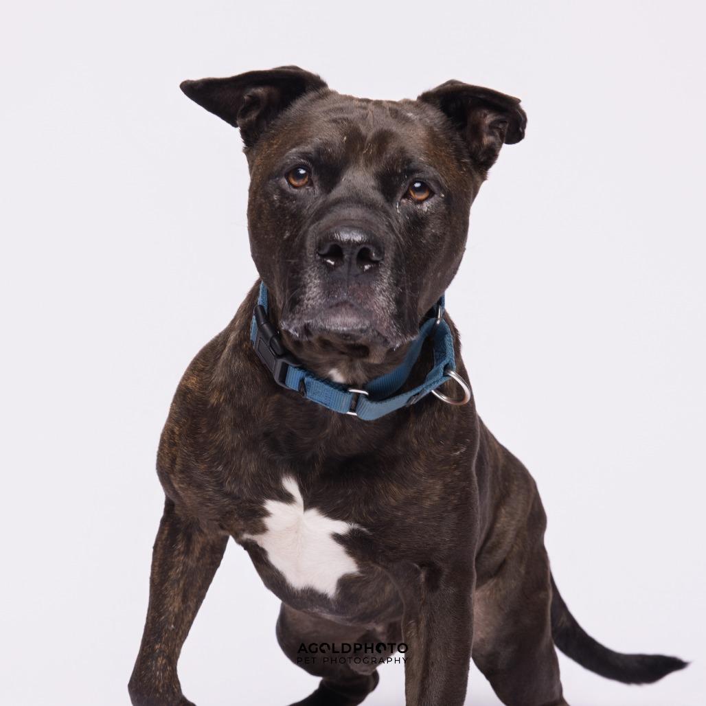 Steele, a Adoptable Mixed Breed in Sarasota, FL image 3/6
