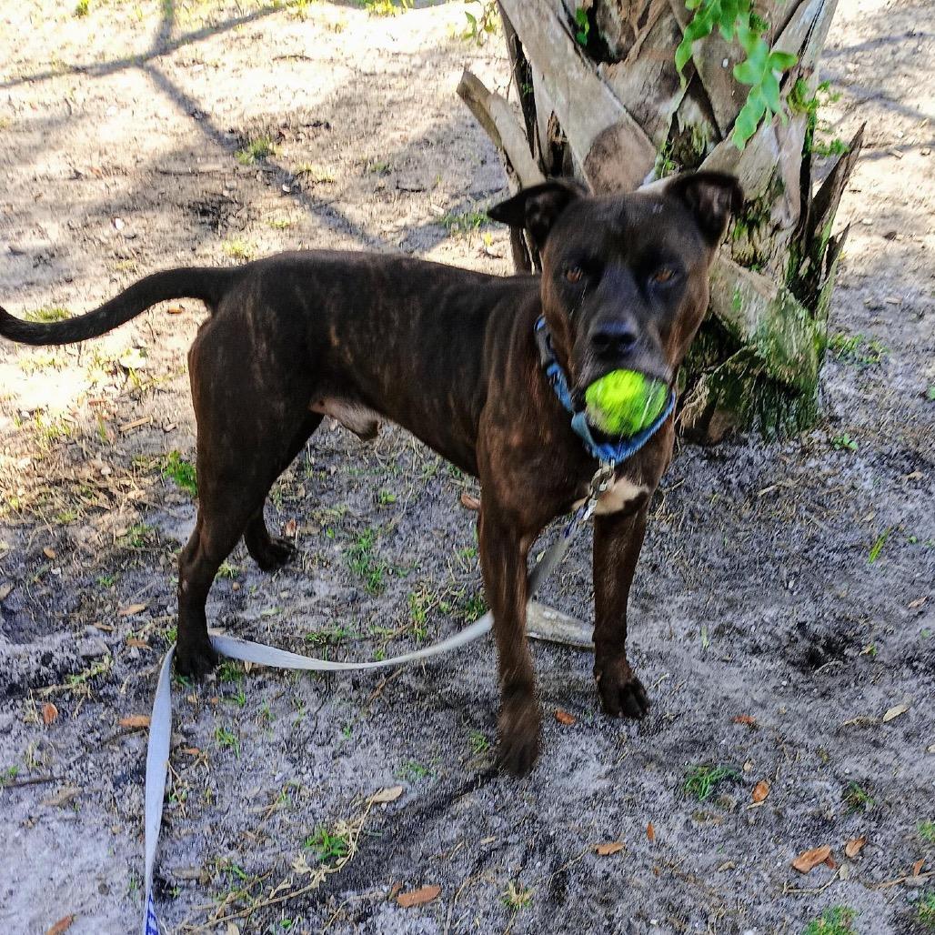 Steele, a Adoptable Mixed Breed in Sarasota, FL image 4/6