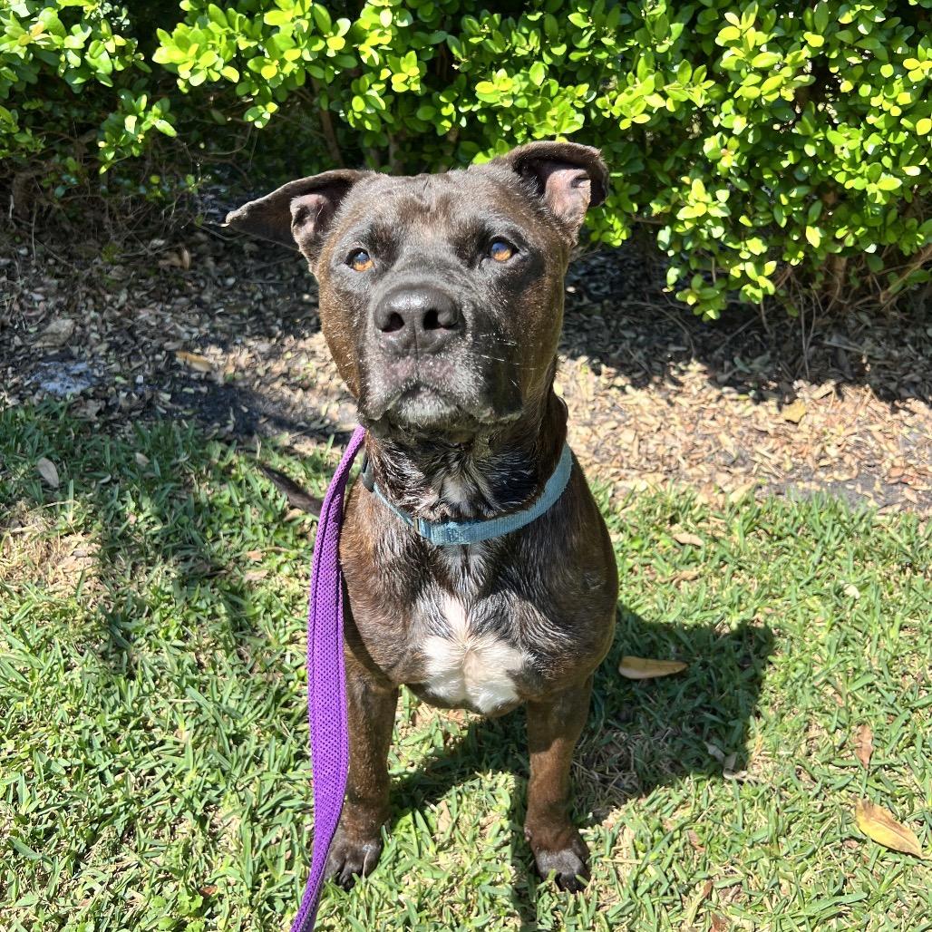 Steele, a Adoptable Mixed Breed in Sarasota, FL image 5/6