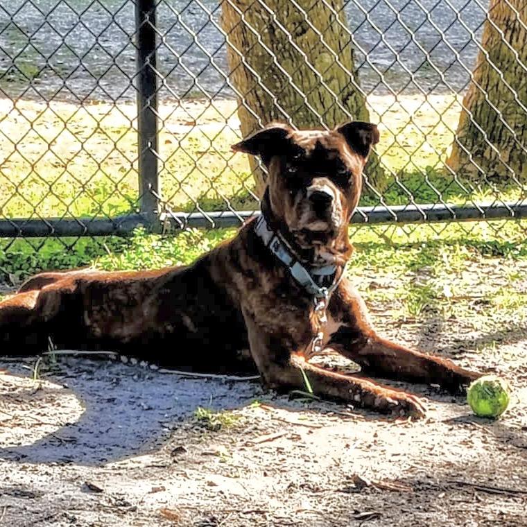 Steele, a Adoptable Mixed Breed in Sarasota, FL image 6/6