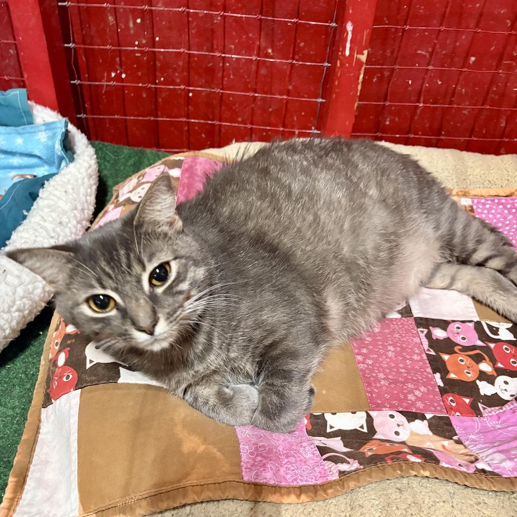 Bilbo Baggins, a Adoptable Domestic Short Hair in Centerville, GA image 1/2