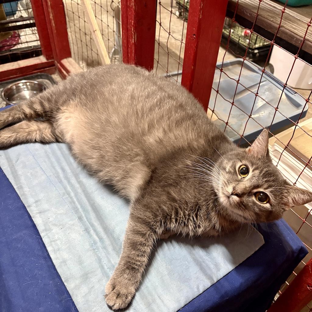 Bilbo Baggins, a Adoptable Domestic Short Hair in Centerville, GA image 2/2