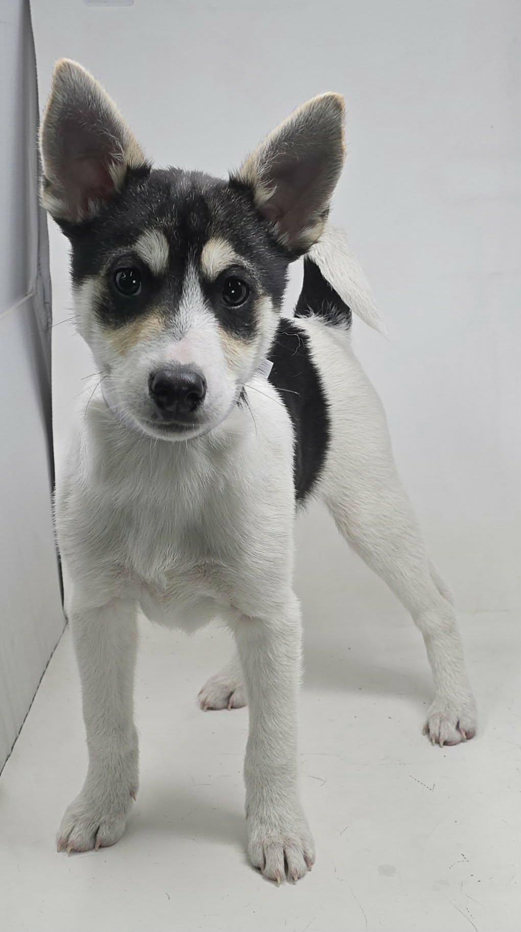 Enlarge Benedick, an adopted mixed breed in Newport, TN image 2/3