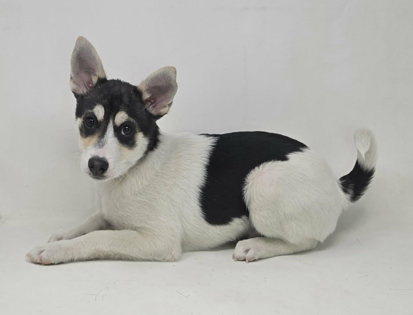 Enlarge Benedick, an adopted mixed breed in Newport, TN image 3/3