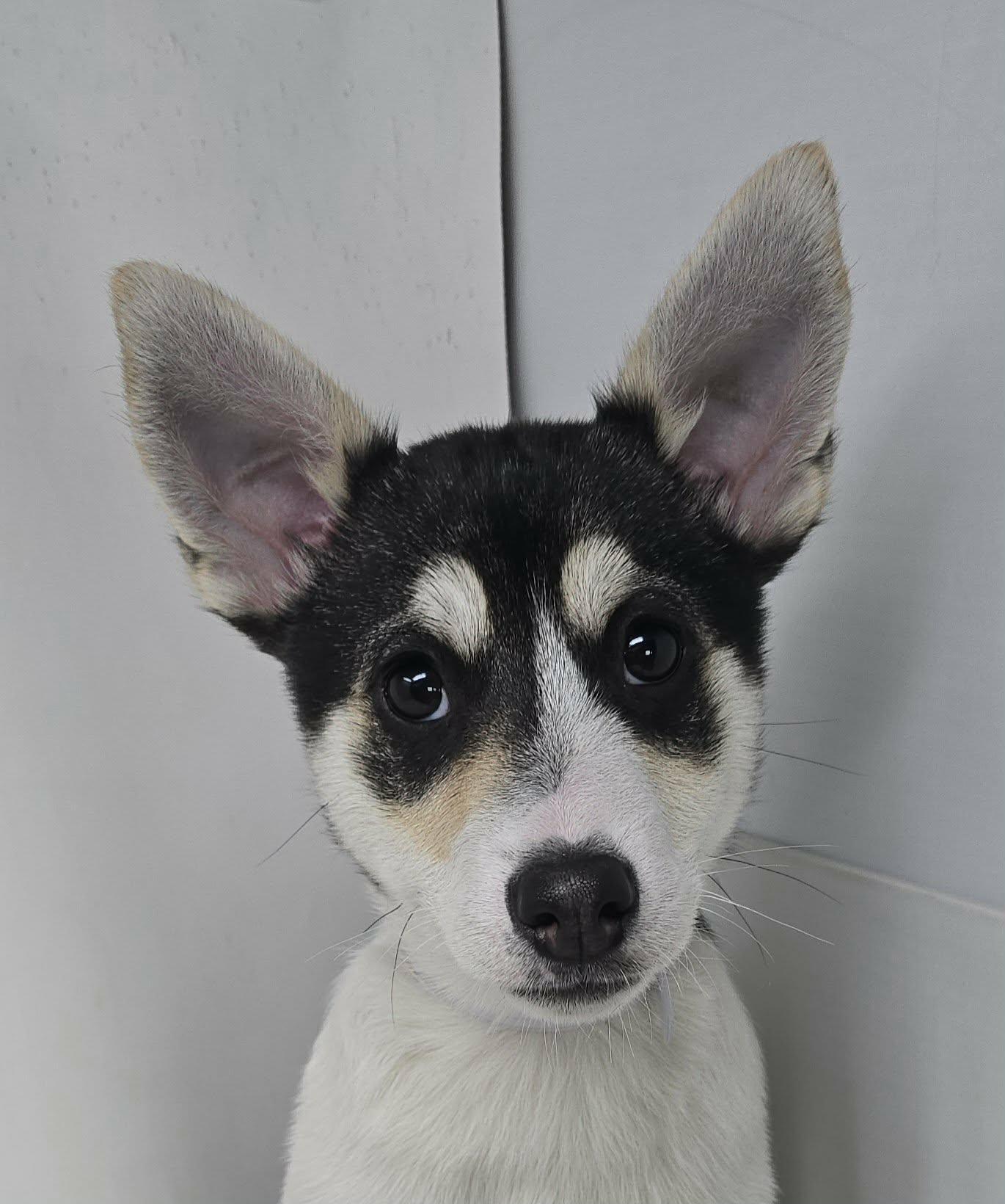 Benedick, adopted, Puppy Male Husky.