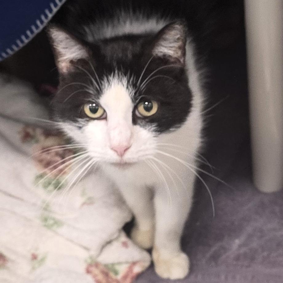 Abby Albatross, Adoptable, Adult Female Domestic Short Hair.
