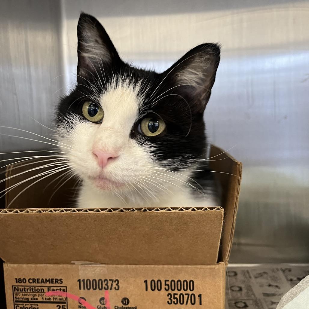 Abby Albatross, a Adoptable Domestic Short Hair in Fort Wayne, IN image 2/6