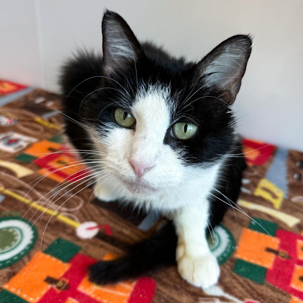 Abby Albatross, a Adoptable Domestic Short Hair in Fort Wayne, IN image 3/6