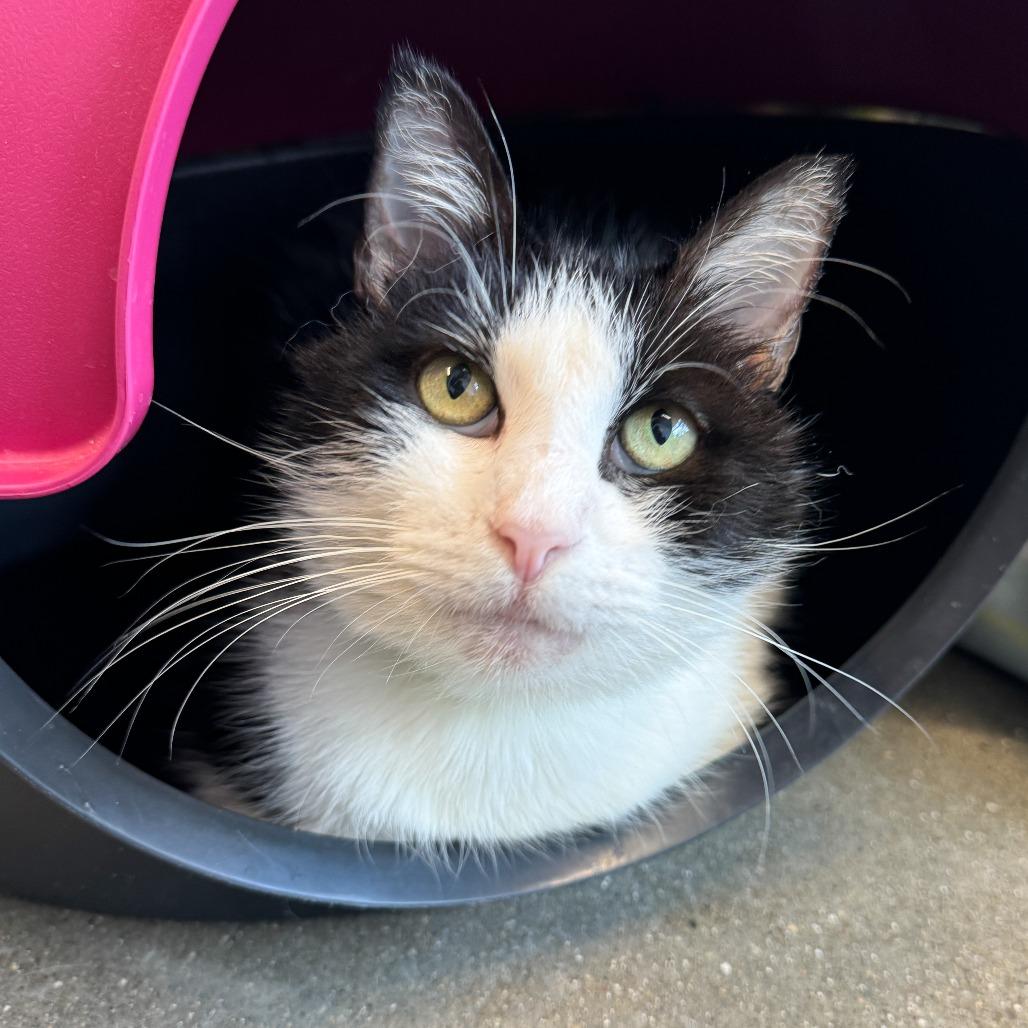 Abby Albatross, a Adoptable Domestic Short Hair in Fort Wayne, IN image 4/6