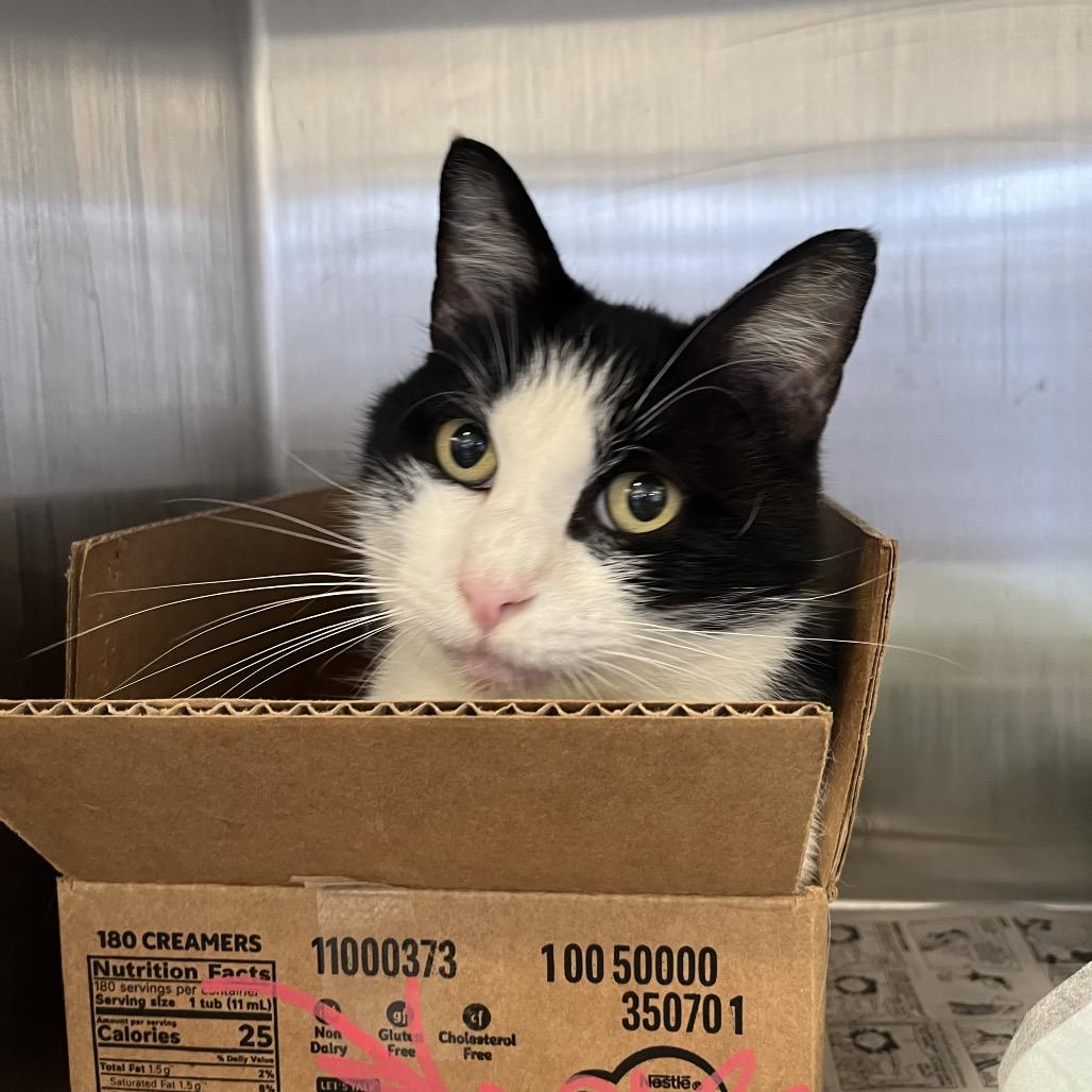Abby Albatross, a Adoptable Domestic Short Hair in Fort Wayne, IN image 5/6