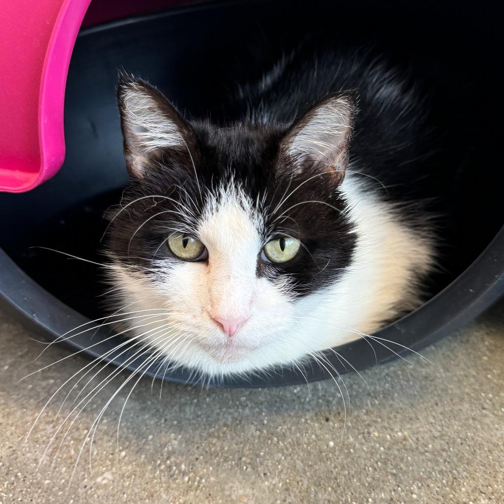 Abby Albatross, a Adoptable Domestic Short Hair in Fort Wayne, IN image 6/6
