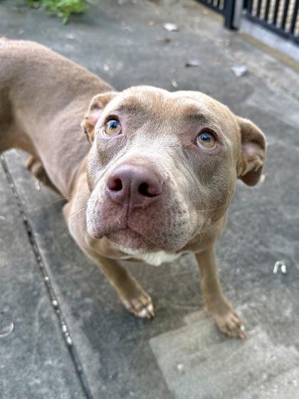Crysta Fey, Adoptable, Adult Female Pit Bull Terrier & Mixed Breed.