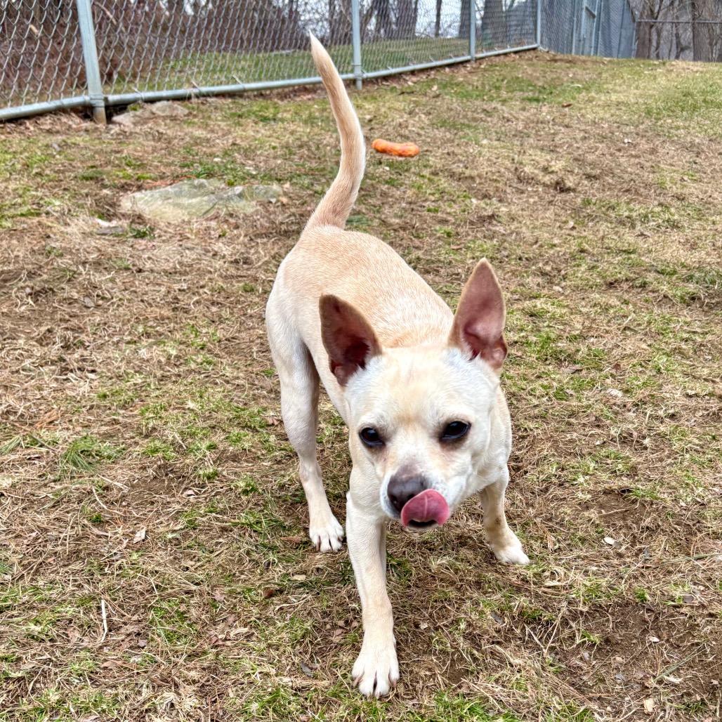 Mr. Beans, Adoptable, Adult Male Boston Terrier.