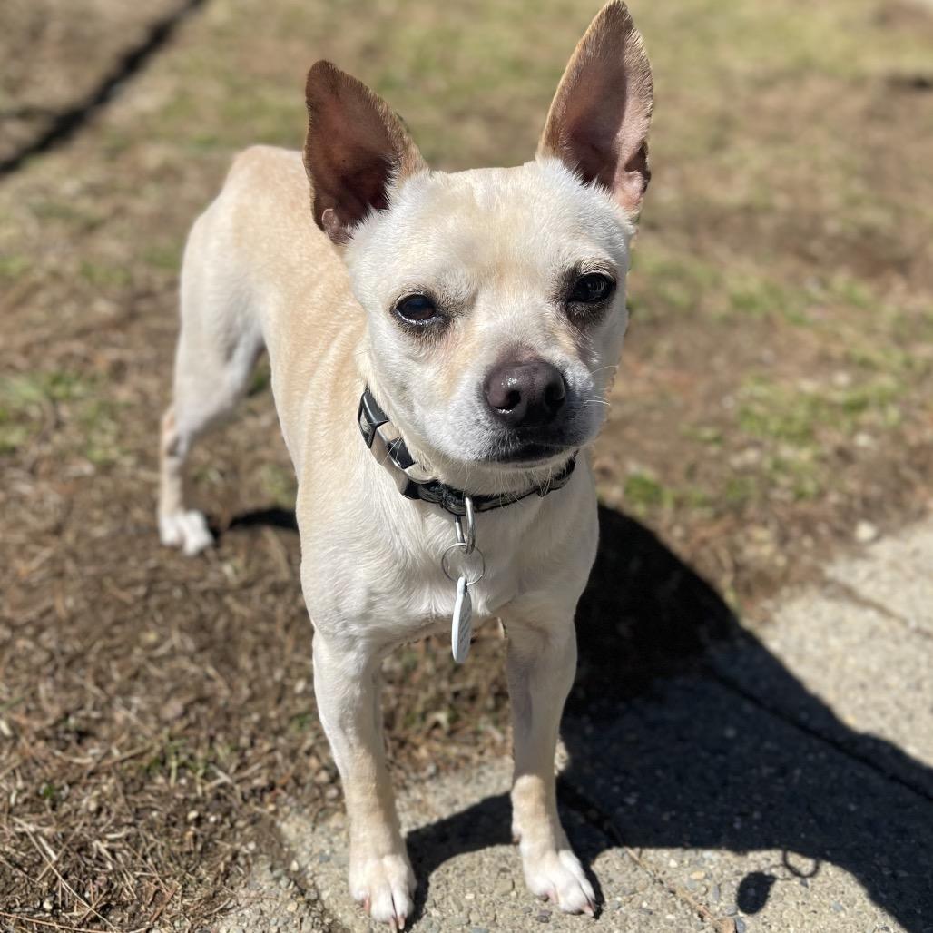 Enlarge Mr. Beans, a Adoptable Boston Terrier in New Fairfield, CT image 2/6