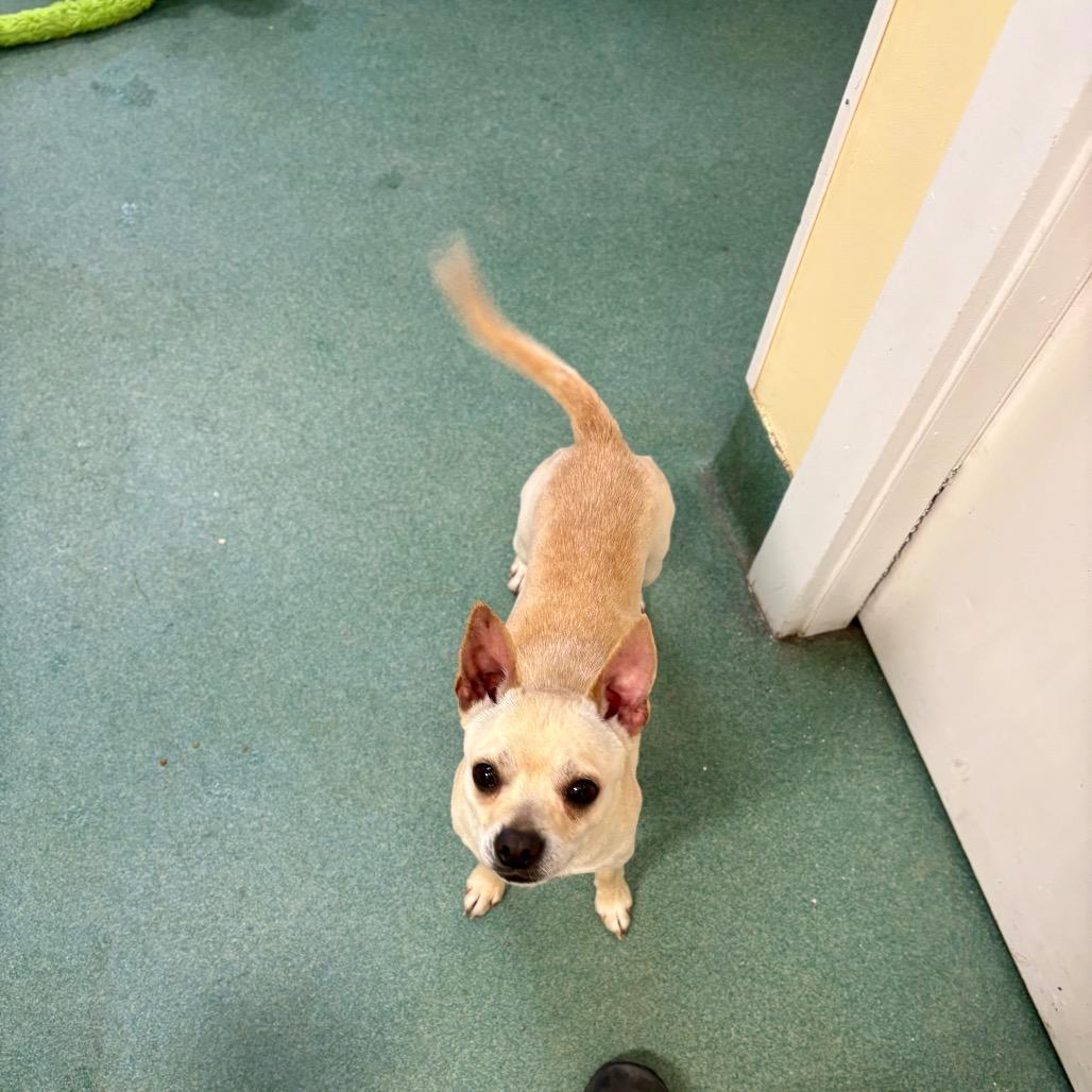 Enlarge Mr. Beans, a Adoptable Boston Terrier in New Fairfield, CT image 3/6