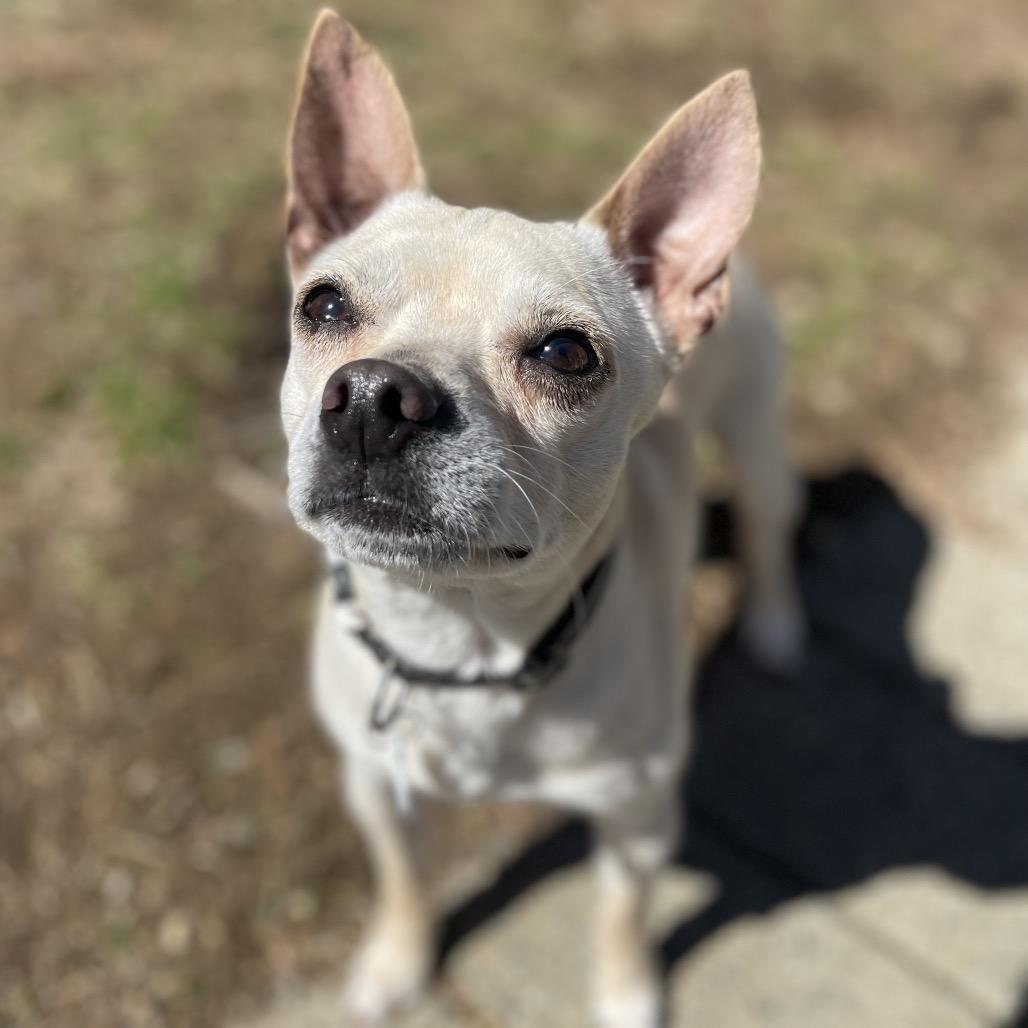 Enlarge Mr. Beans, a Adoptable Boston Terrier in New Fairfield, CT image 4/6
