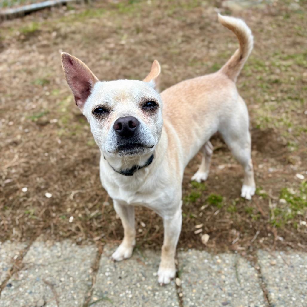 Enlarge Mr. Beans, a Adoptable Boston Terrier in New Fairfield, CT image 5/6
