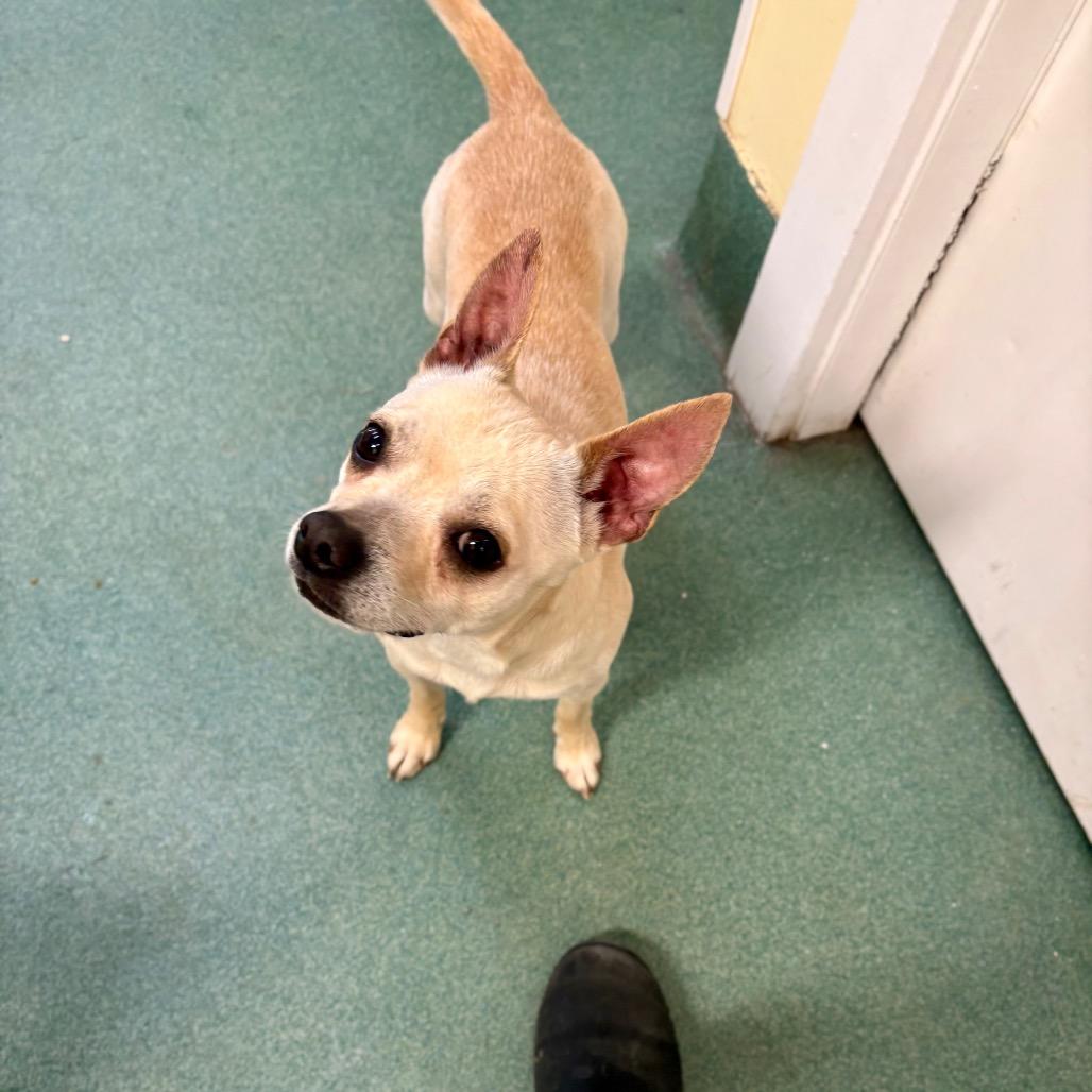 Enlarge Mr. Beans, a Adoptable Boston Terrier in New Fairfield, CT image 6/6