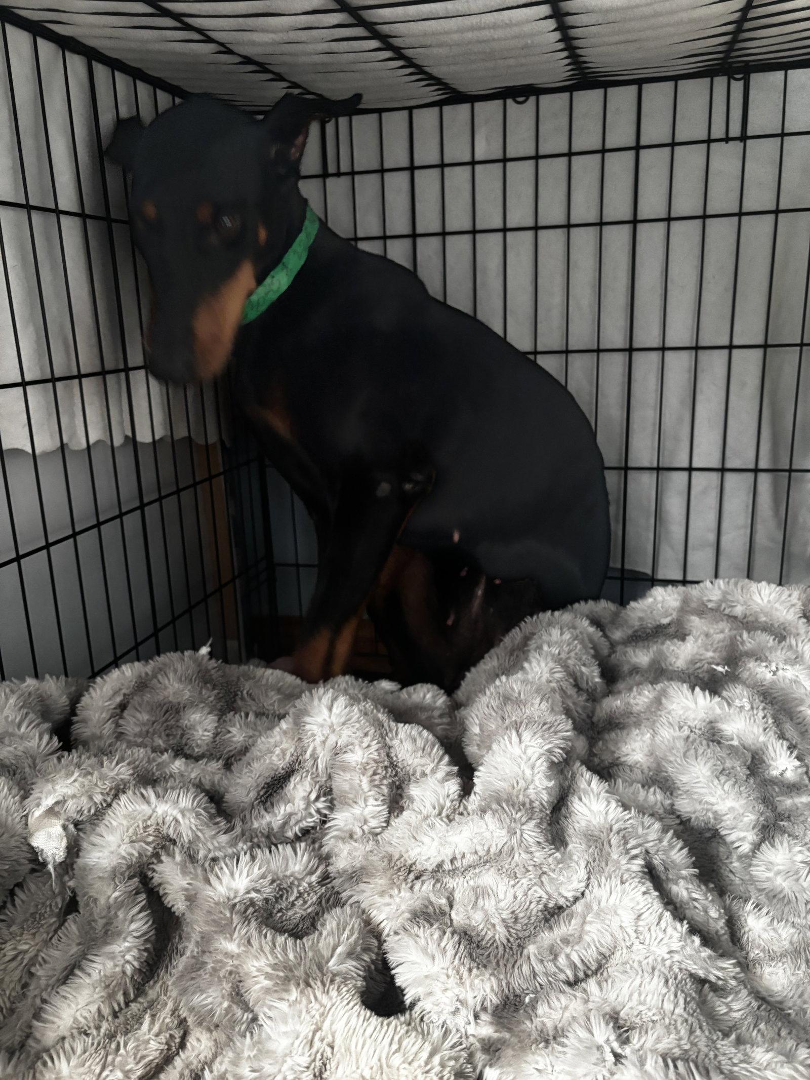 Enlarge Tootsie, a Adoptable Doberman Pinscher in Buffalo, MN image 1/1