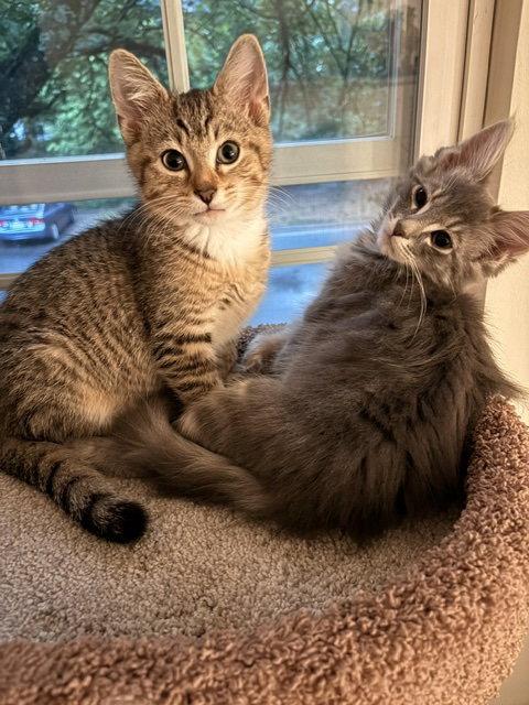 Teddy & Taylor *BONDED*, Adopted, Kitten Male Domestic Short Hair.