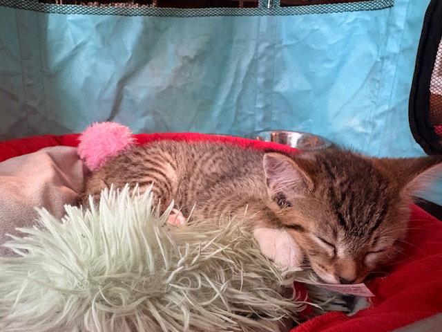 Enlarge Teddy & Taylor *BONDED*, a Adopted Domestic Short Hair in Herndon, VA image 3/3
