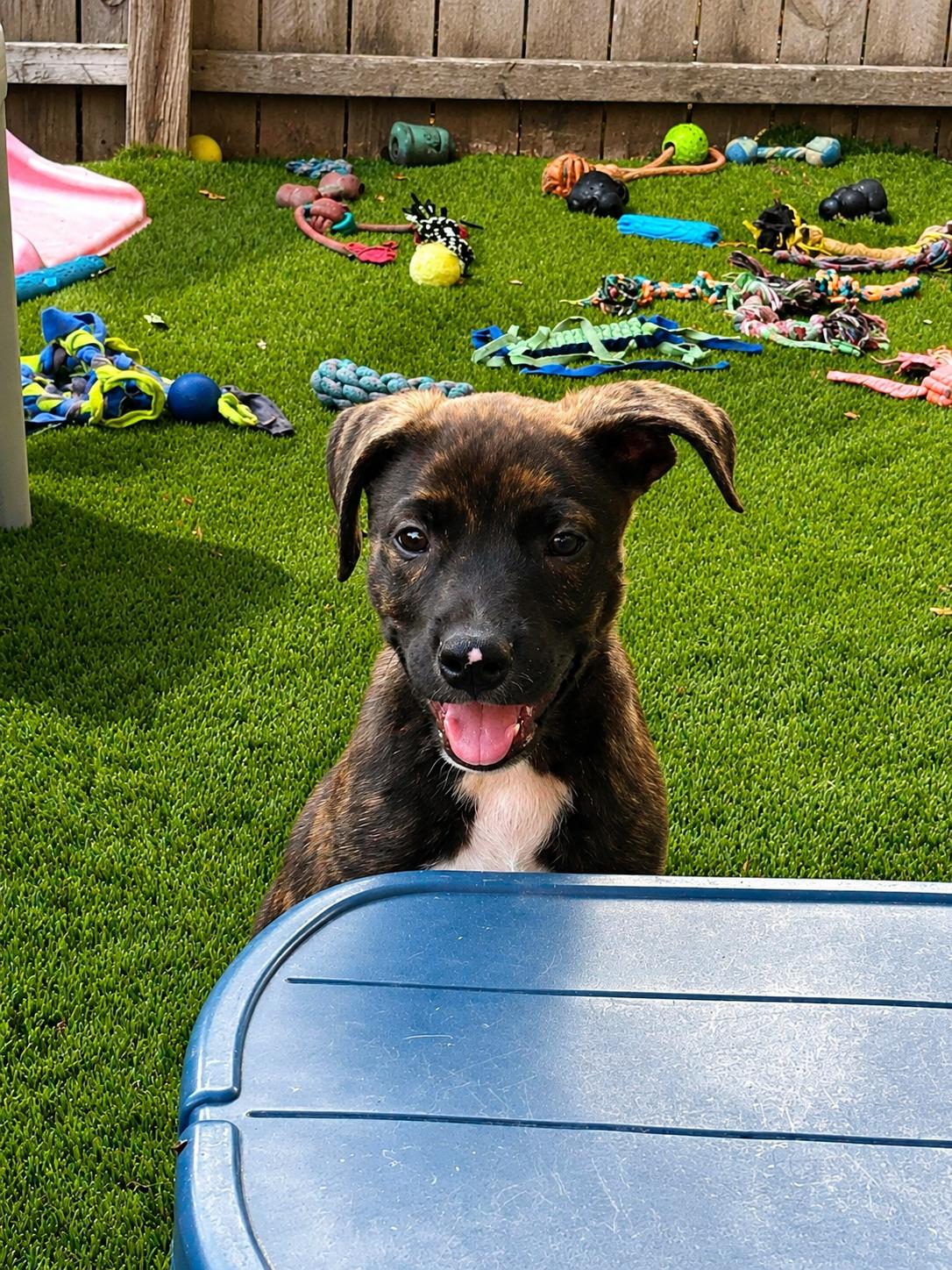 Hash, a ADOPTABLE Mixed Breed in Kenosha, WI image 2/3