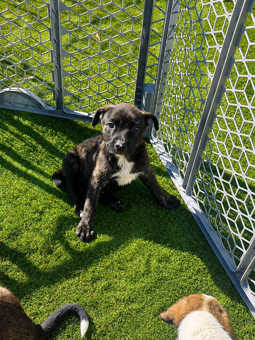 Hash, a ADOPTABLE Mixed Breed in Kenosha, WI image 3/3