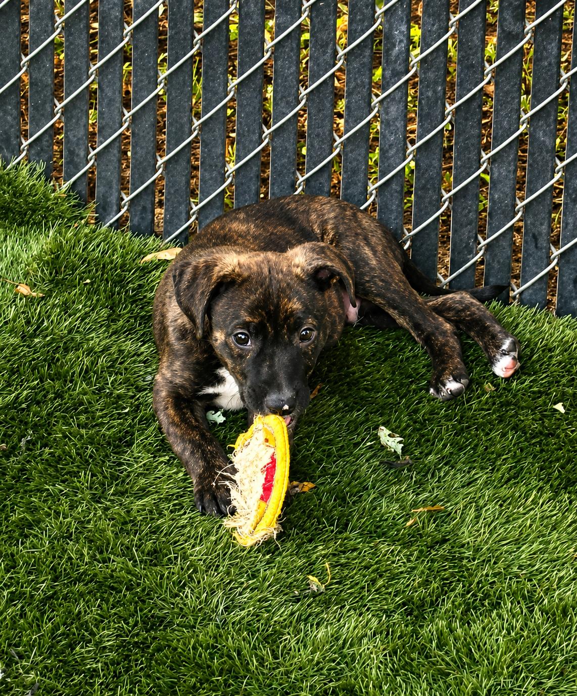 Hash, ADOPTABLE, Puppy Male Mixed Breed.