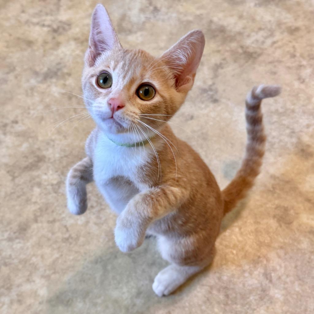 Prudence, Adoptable, Kitten Female Domestic Short Hair.