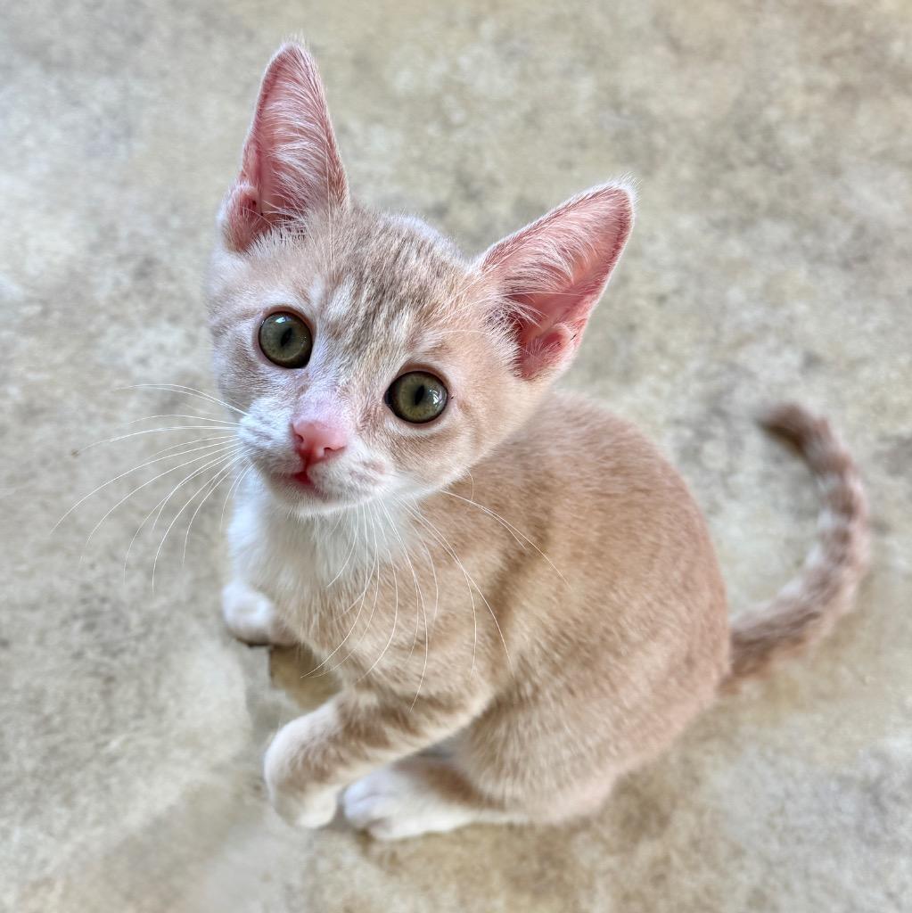 Enlarge Prudence, a Adoptable mixed breed in Cambria, CA image 2/5