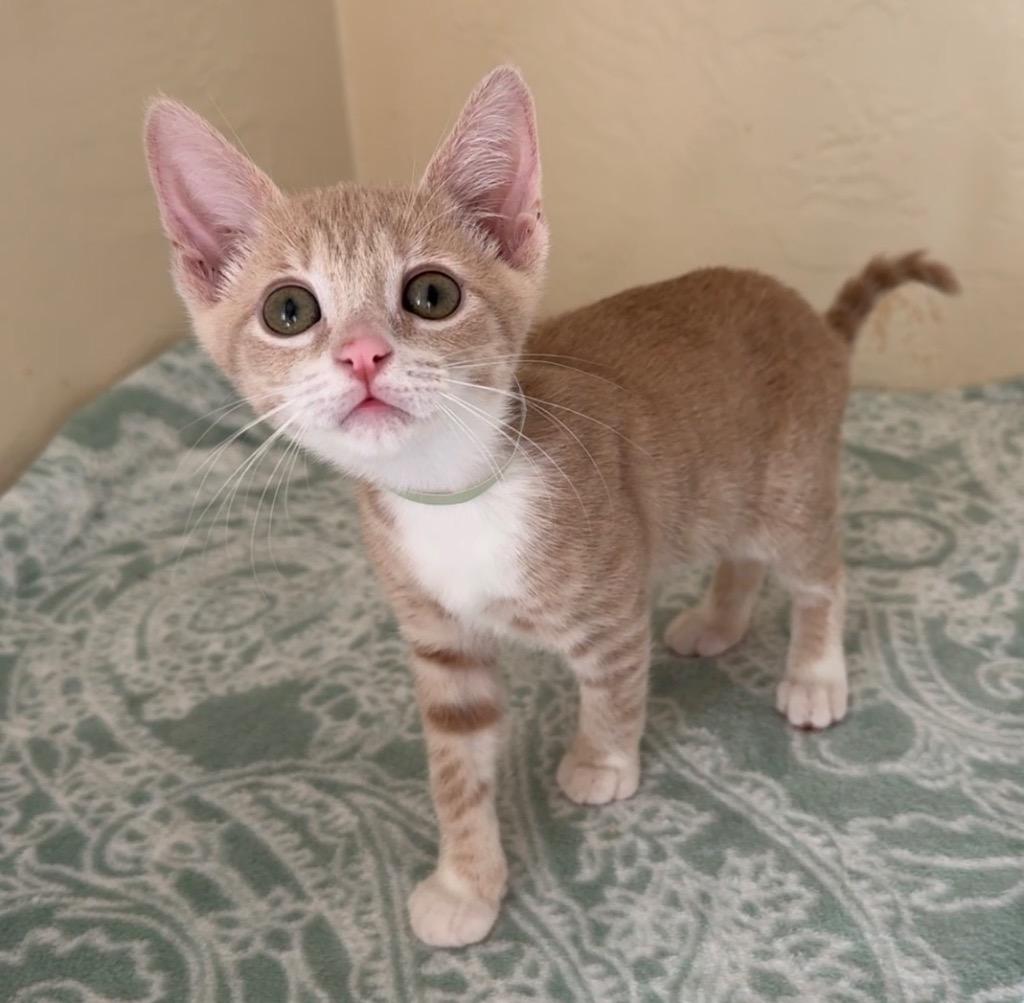 Enlarge Prudence, a Adoptable mixed breed in Cambria, CA image 3/5