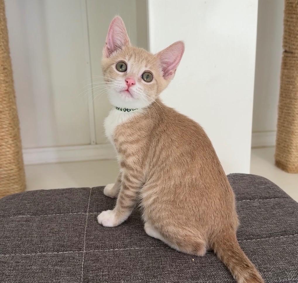 Enlarge Prudence, a Adoptable mixed breed in Cambria, CA image 4/5