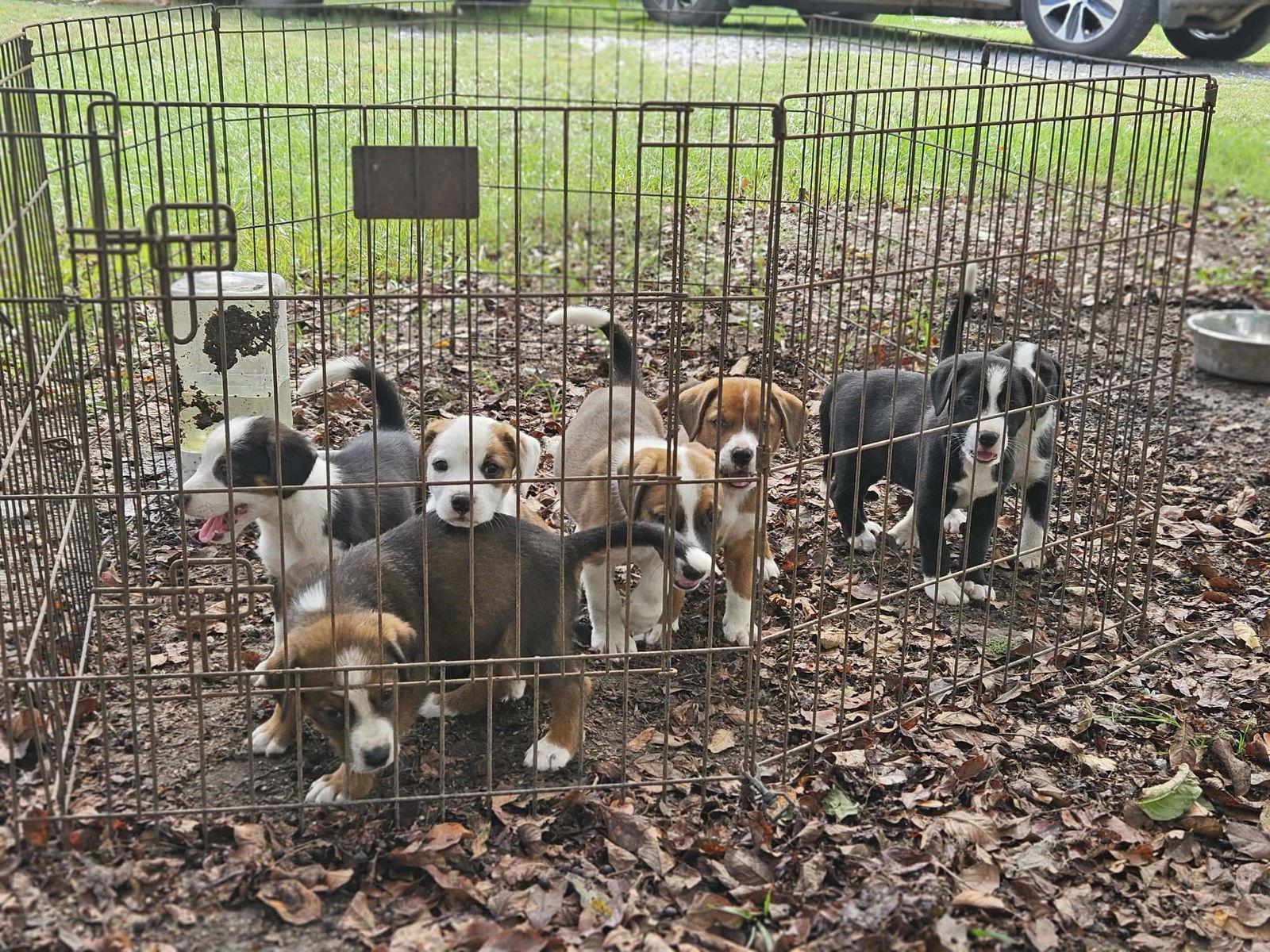 Poinsettia CainRd, Adoptable, Puppy Female Beagle & Australian Shepherd.
