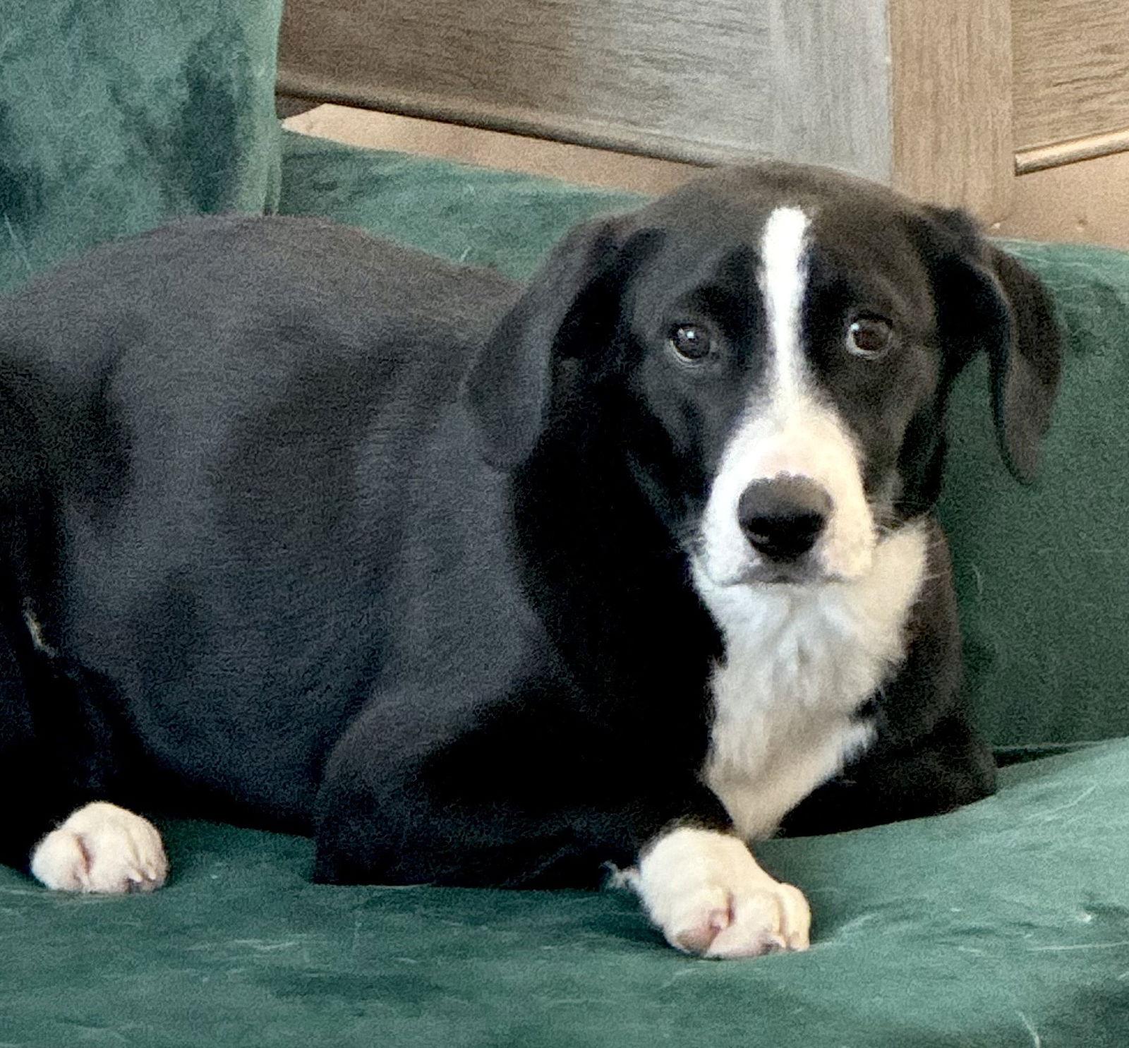 Poinsettia CainRd *LOCAL*, Adoptable, Puppy Female Hound & Australian Shepherd.