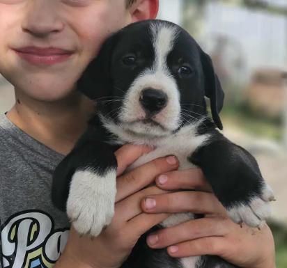 Enlarge Poinsettia CainRd, a Adoptable mixed breed in Wakefield, RI image 2/2