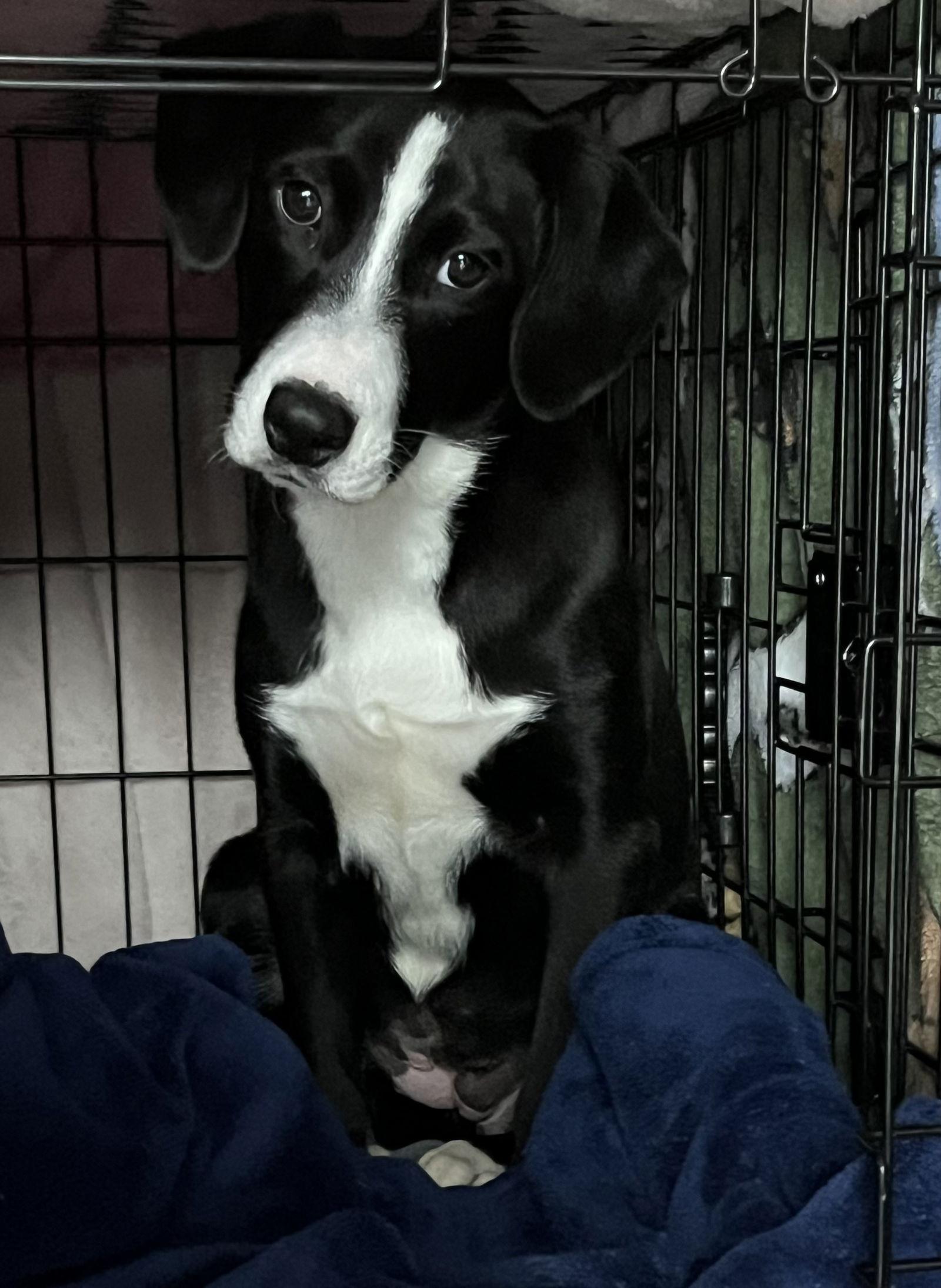 Poinsettia Cainrd Local thumbnail 3